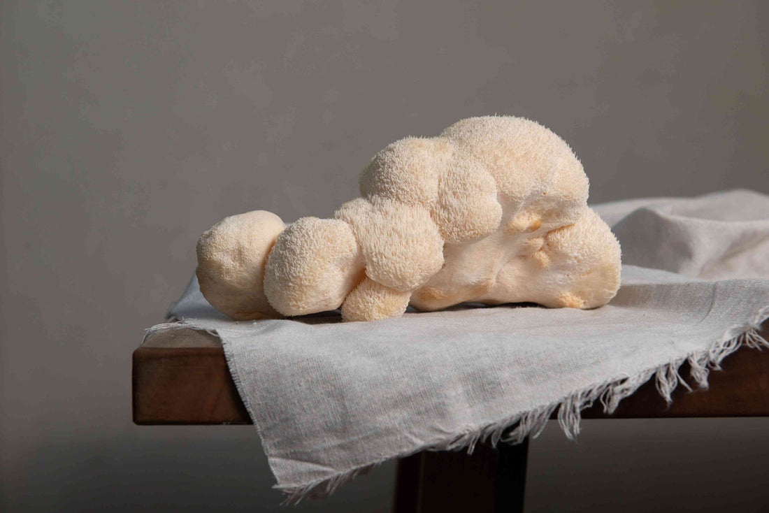 5 Everyday Benefits of Lion’s Mane Mushroom Gummies - Amish Reserve