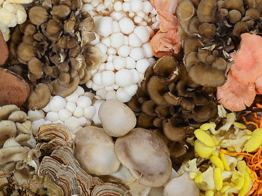 Functional Mushrooms Explained: What Are They and Why Are They Everywhere? - Amish Reserve