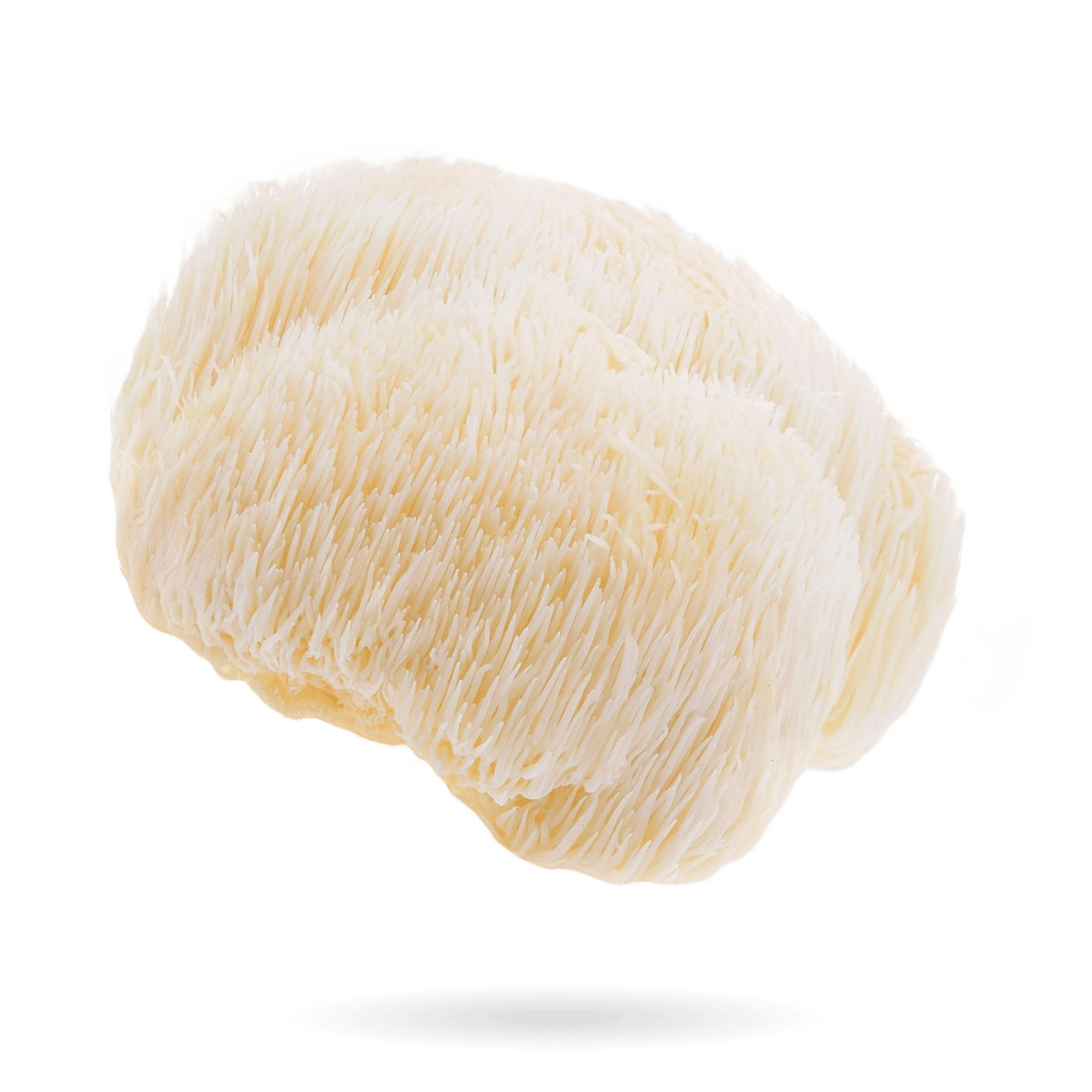 How Lion’s Mane Gummies Can Boost Your Focus - Amish Reserve
