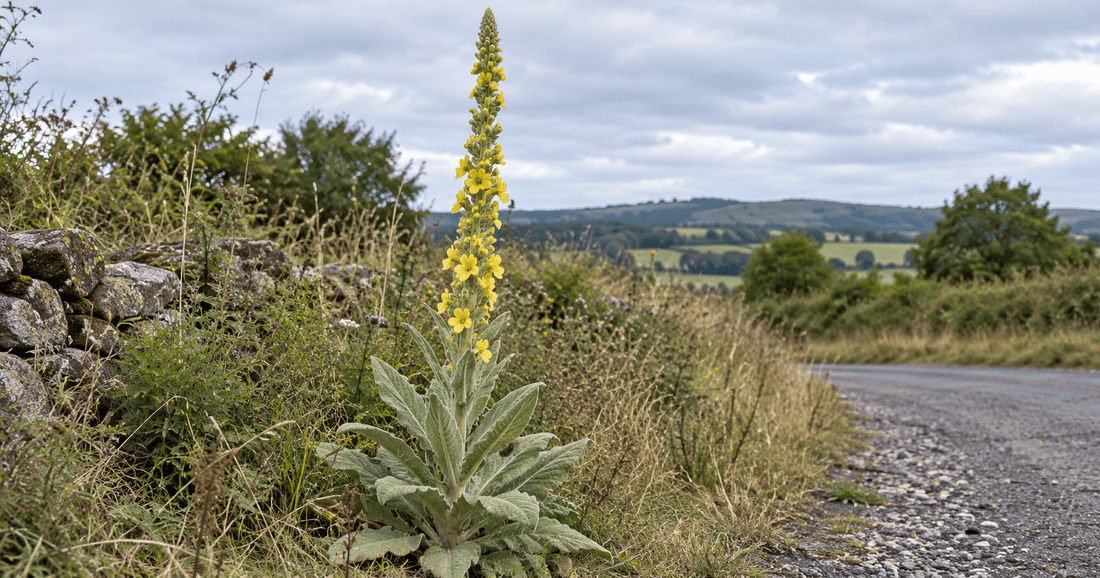 Mullein Benefits: What the Research Actually Shows - Yoder's Organics