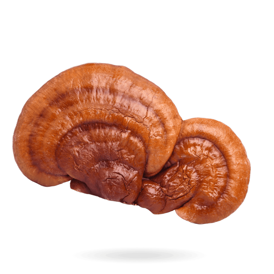 Top 5 Benefits of Mushroom Gummies for Brain Health - Amish Reserve
