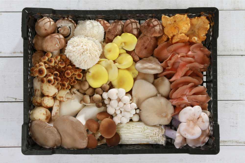 Why Amish Purity Matters in Mushroom Supplements - Amish Reserve