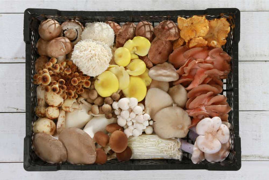 Why Amish Purity Matters in Mushroom Supplements - Amish Reserve